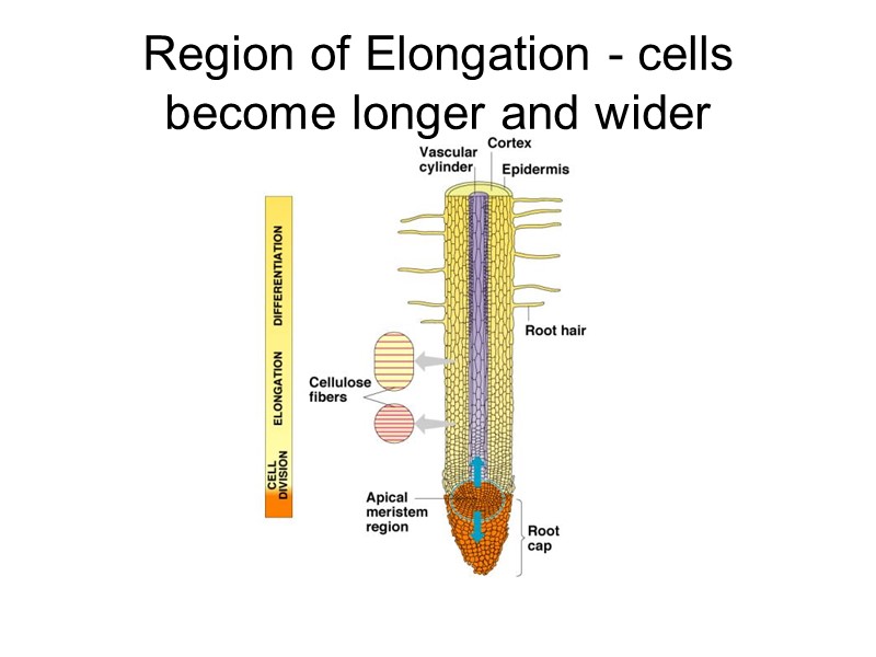 Region of Elongation - cells become longer and wider